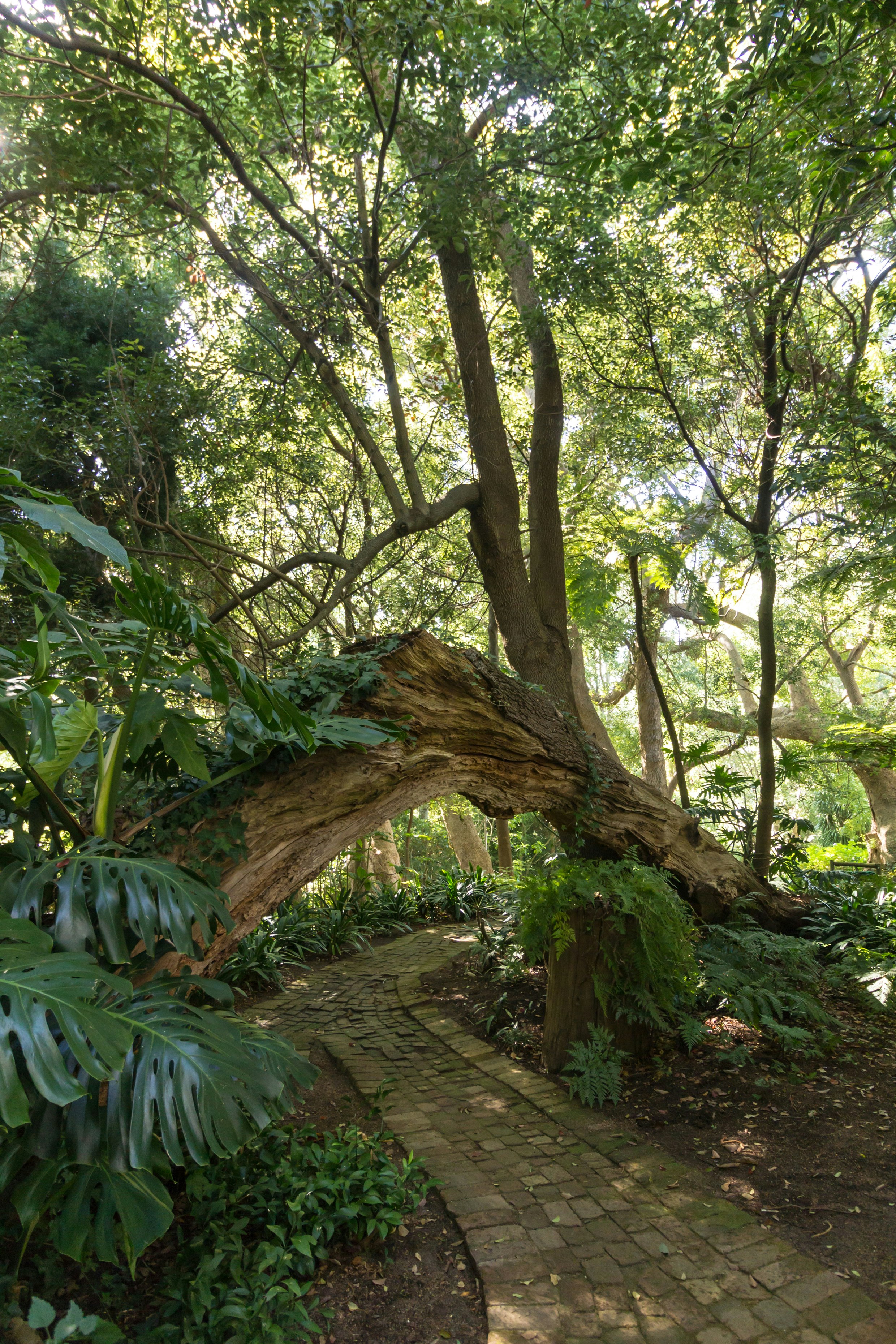 Garden - Historical Camphor Trees