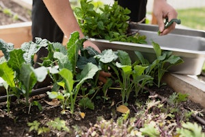 Chef's Garden