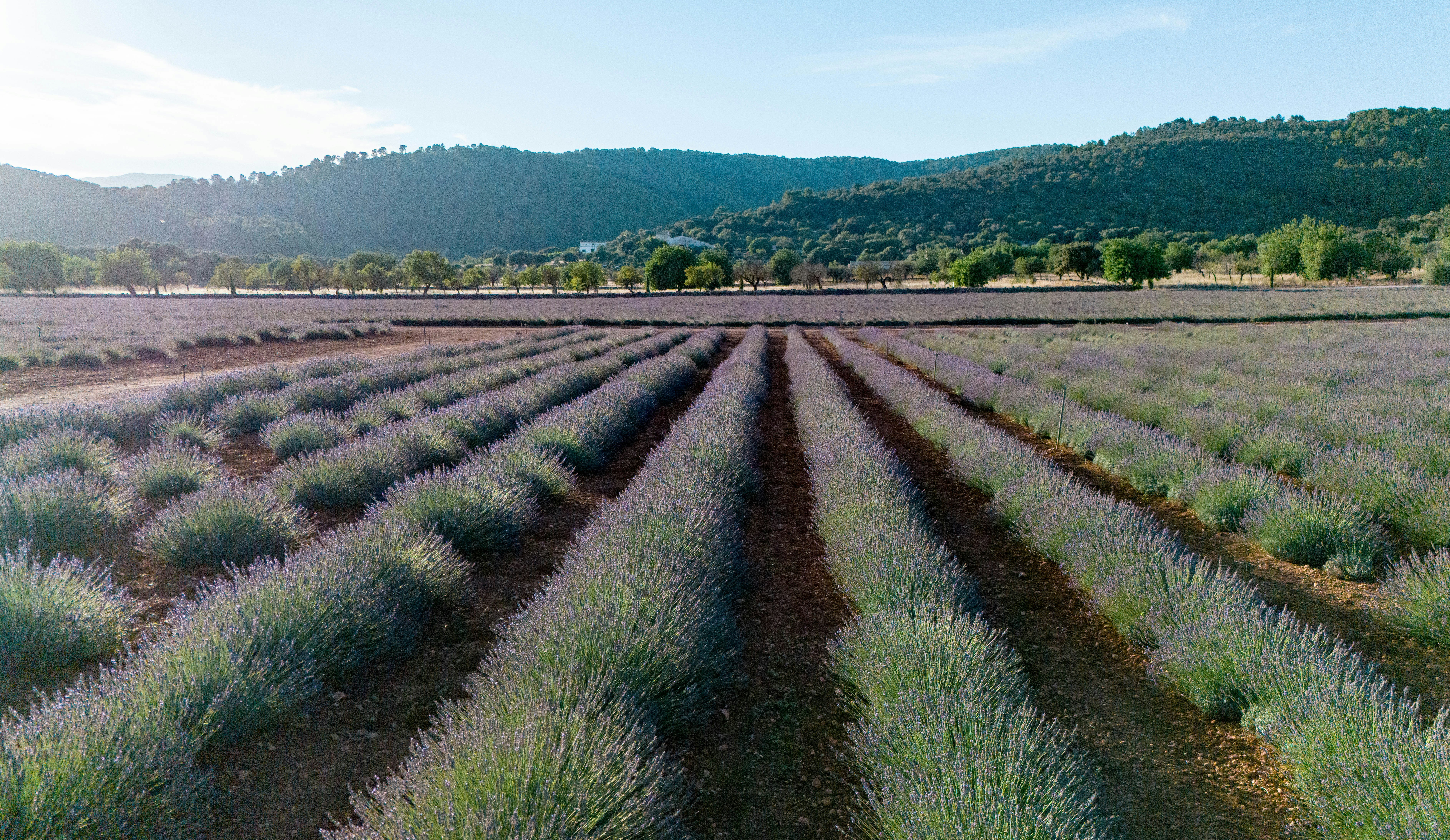 Lavender fields