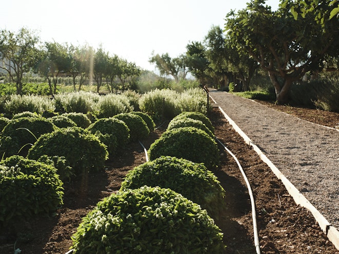 The Margi Farm