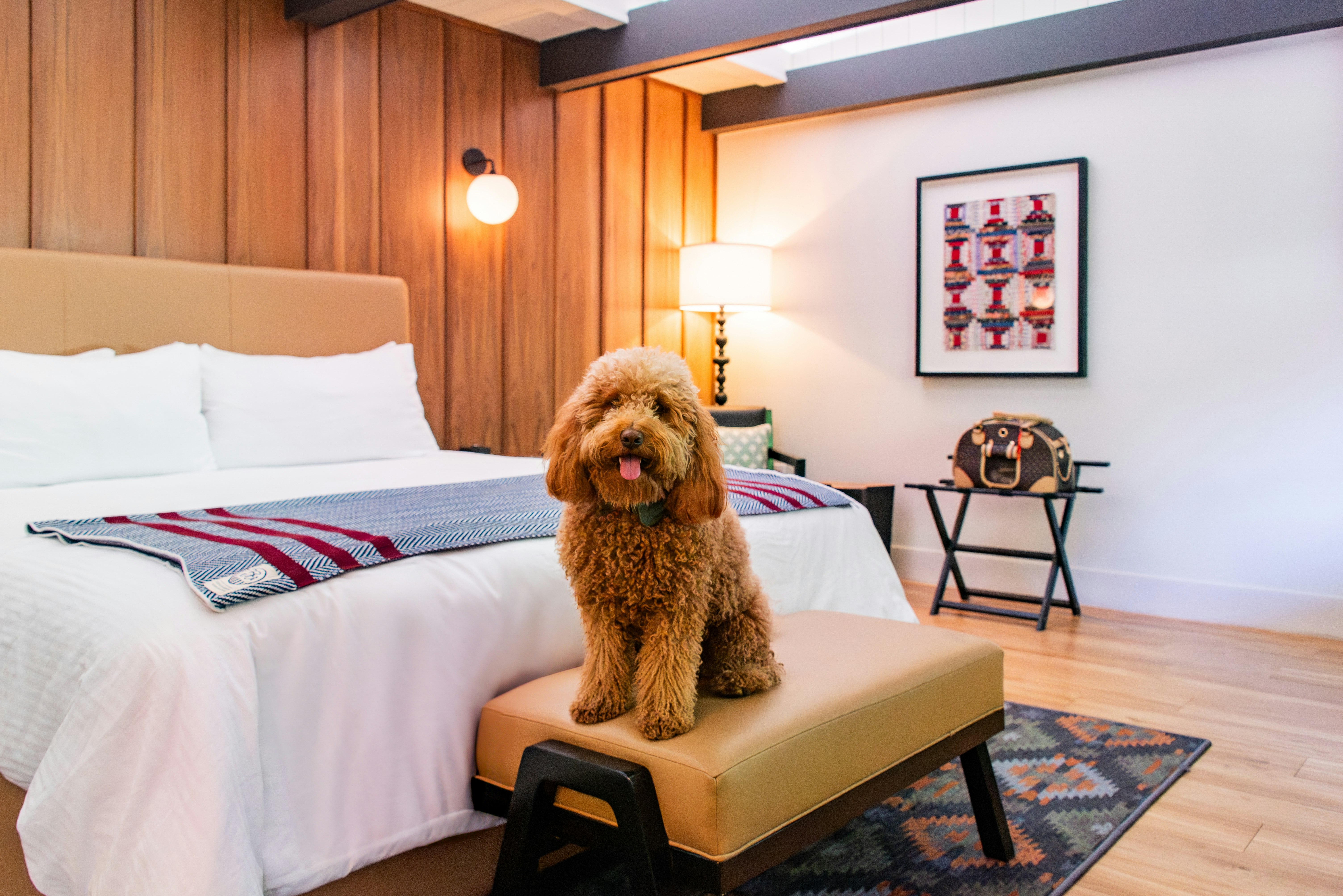 Pet-Friendly Accommodations