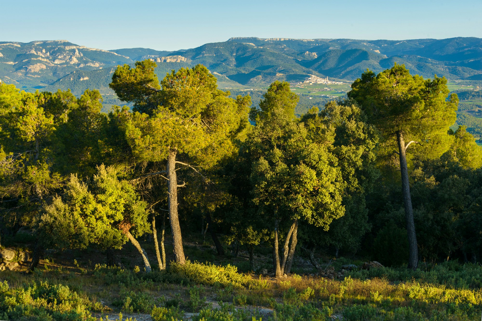 Torre del Marques Estate