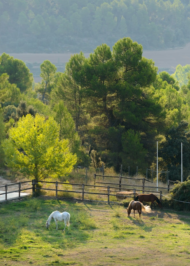 Horses