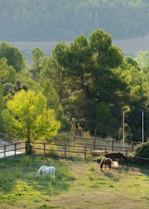 Horses