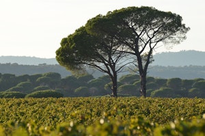 Vineyards