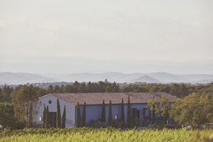 View from the Vines