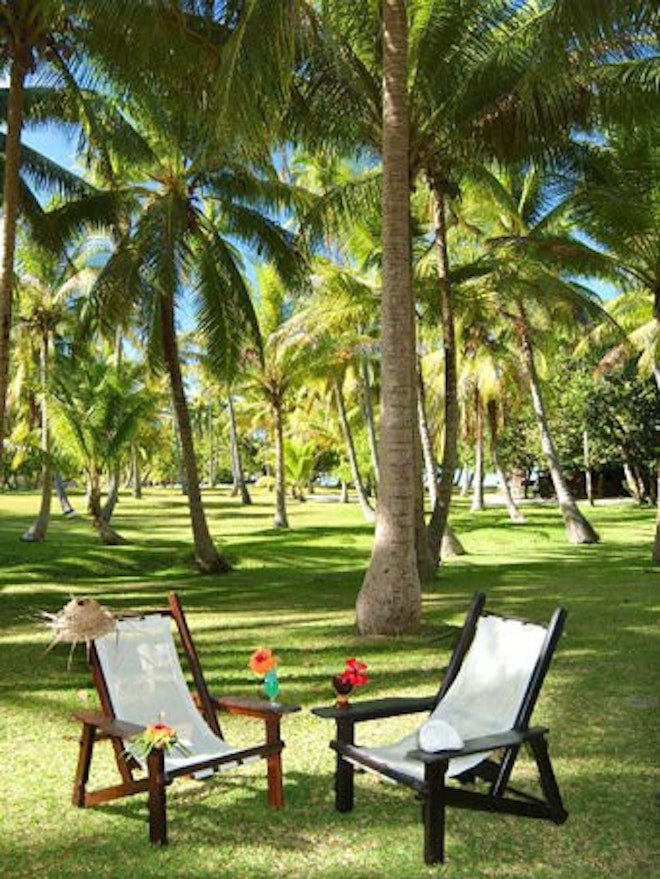 A magnificent coconut grove