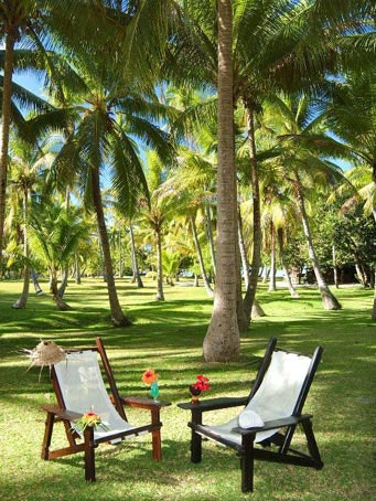 A magnificent coconut grove