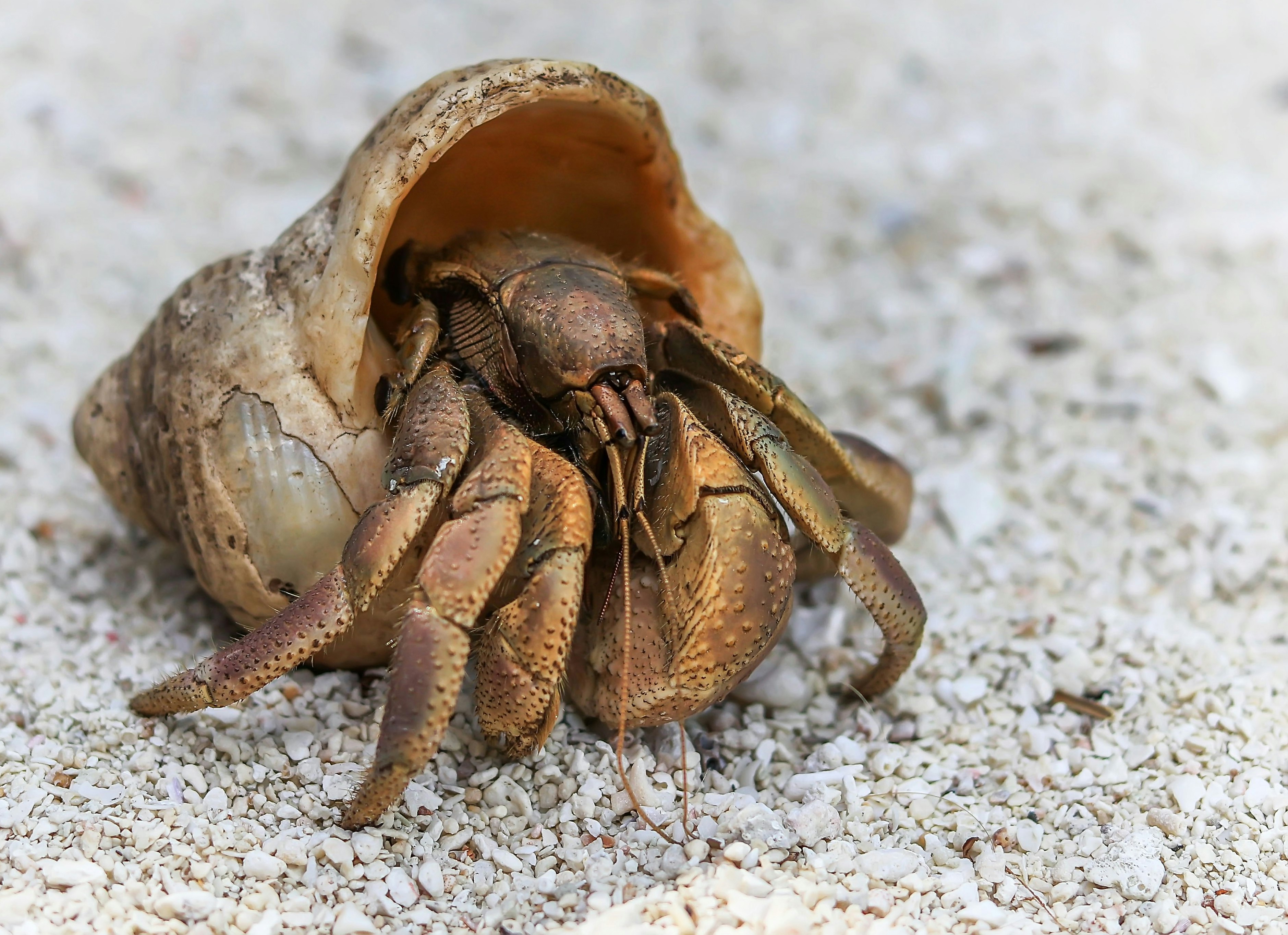 Crab Shell