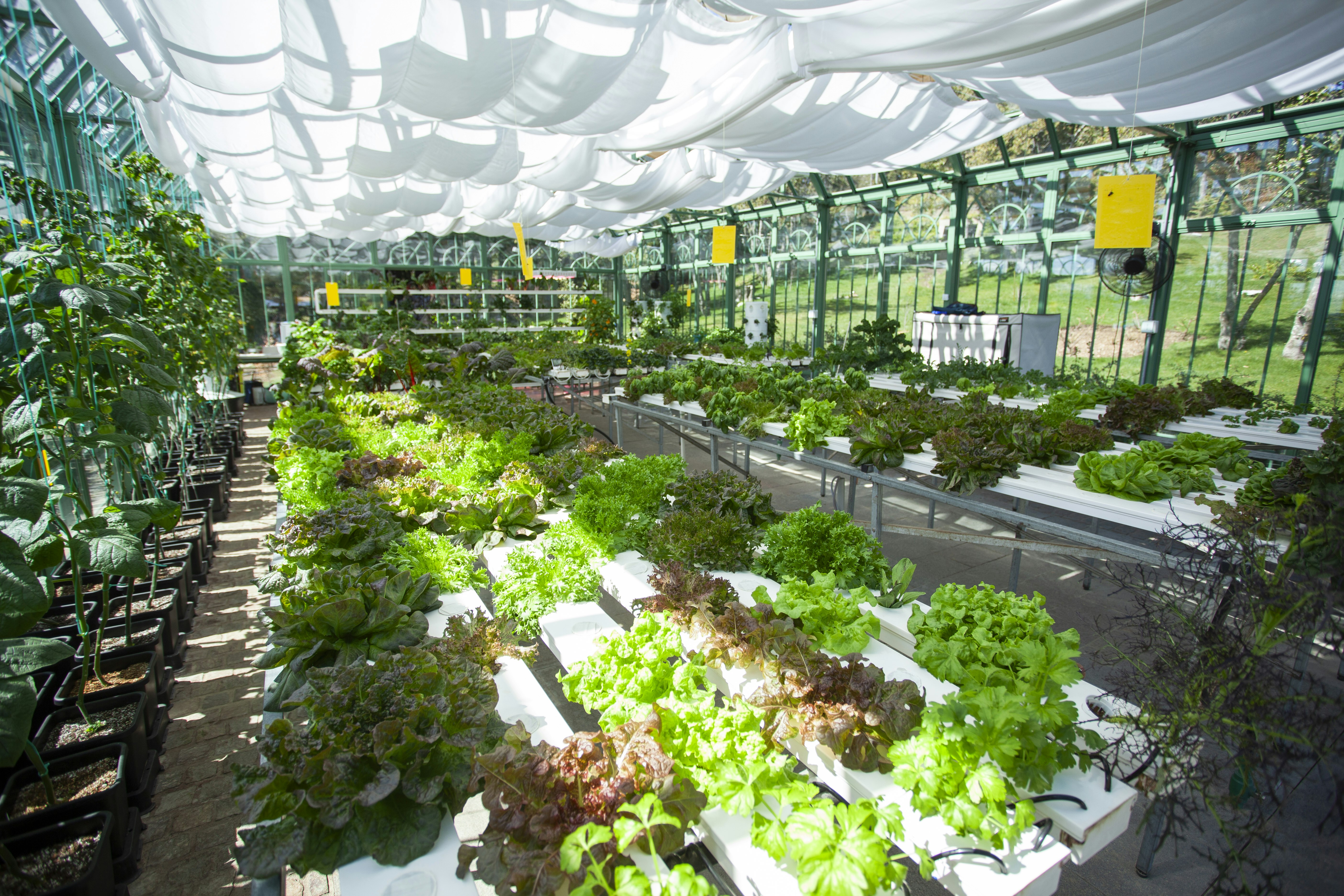 Green House Hydroponic Garden