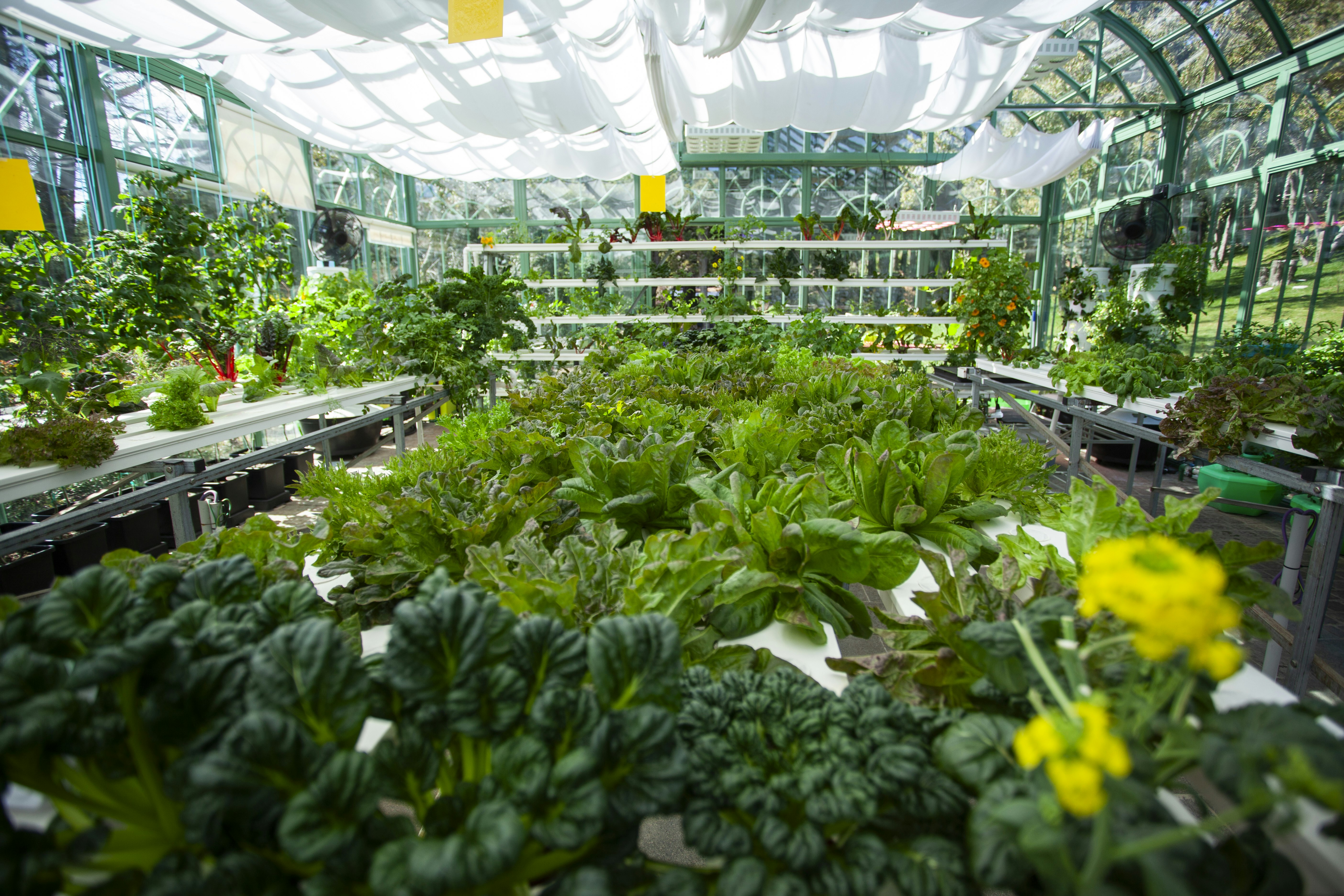 Green House Hydroponic Garden