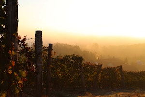 The Vineyard