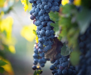 Home grown Grape