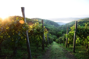 TheVineyard