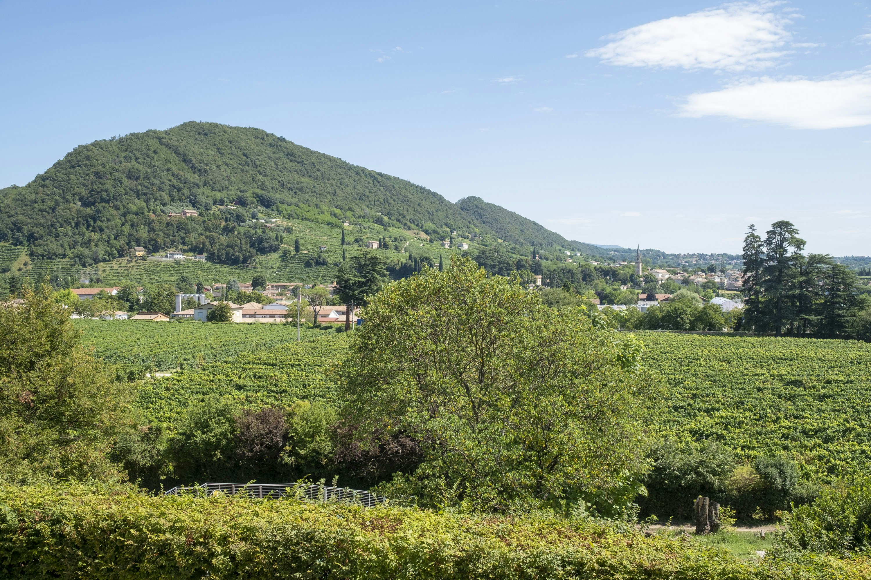 Prosecco Hills Landscape