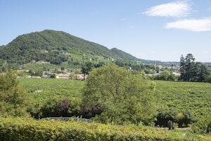 Prosecco Hills Landscape