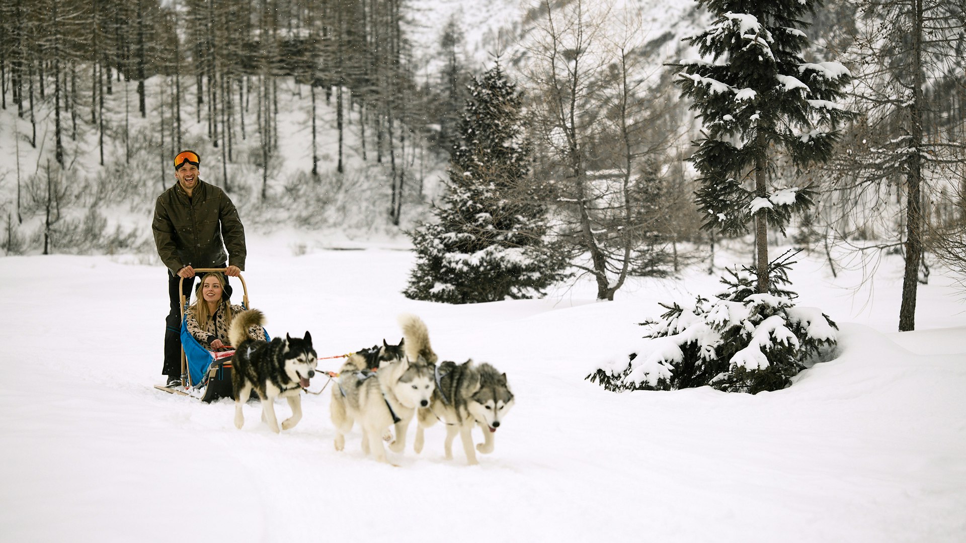 Dog Sledding Experience
