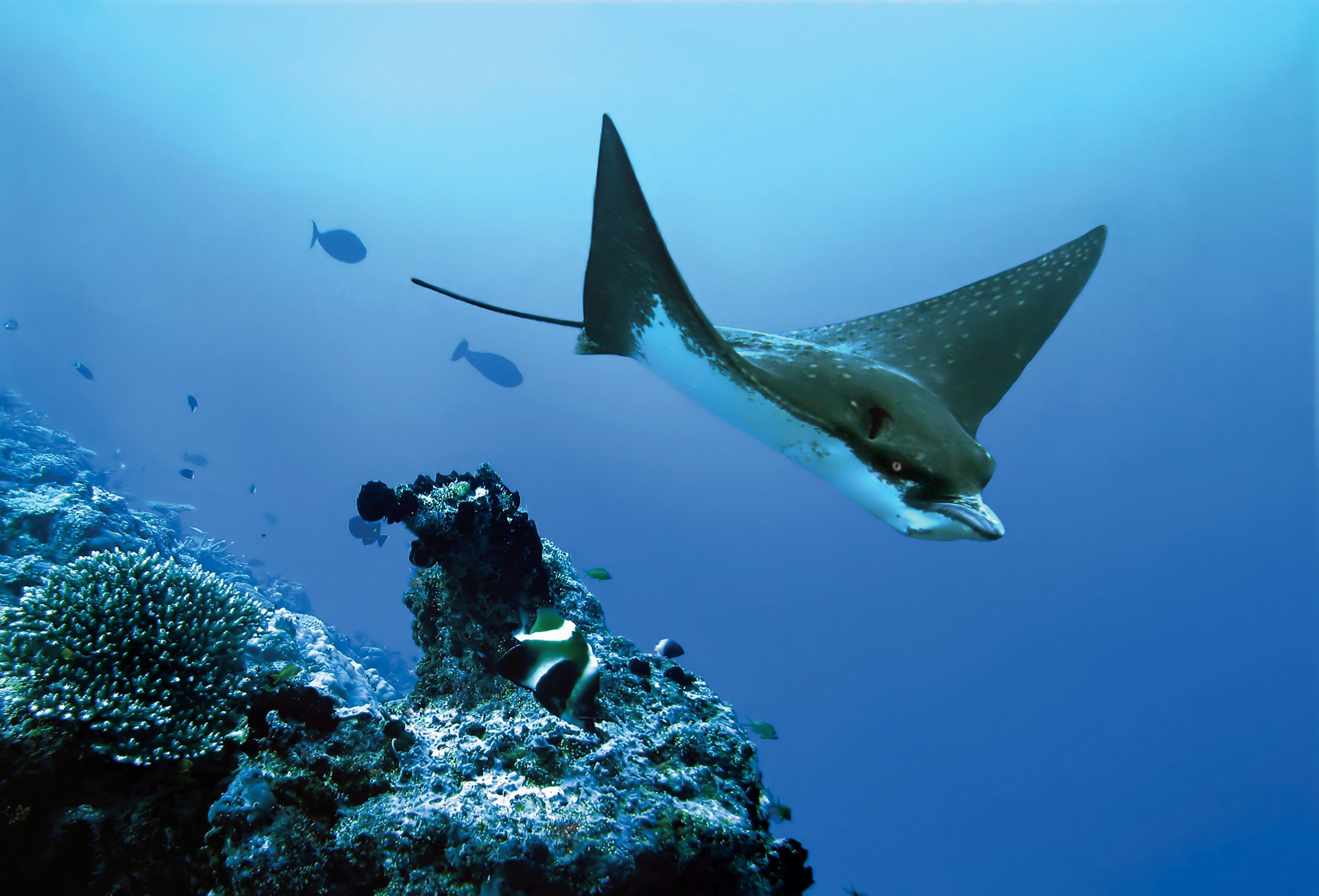 Wildlife - Eagle Ray
