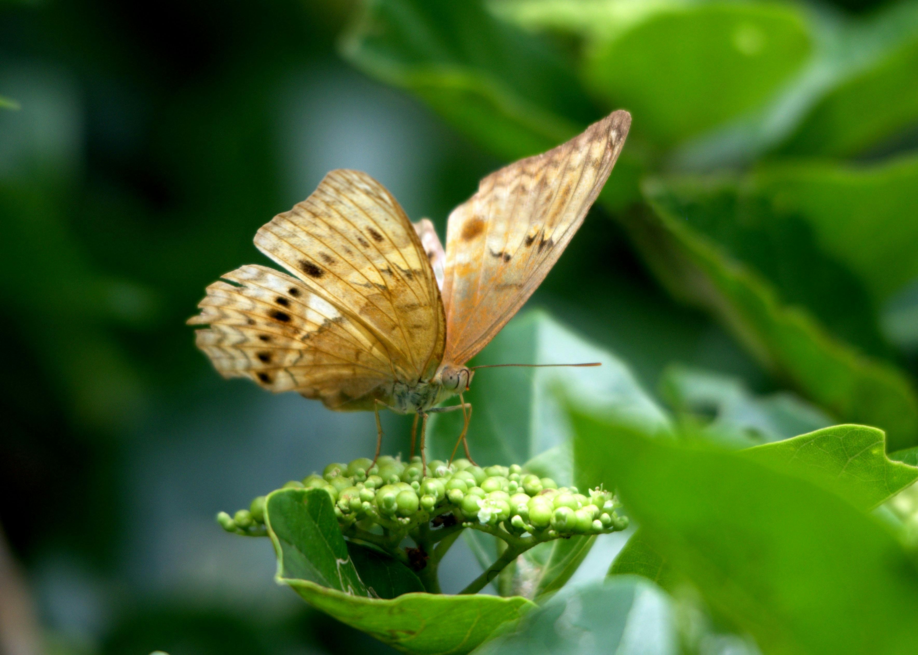 Wildlife - Butterfly