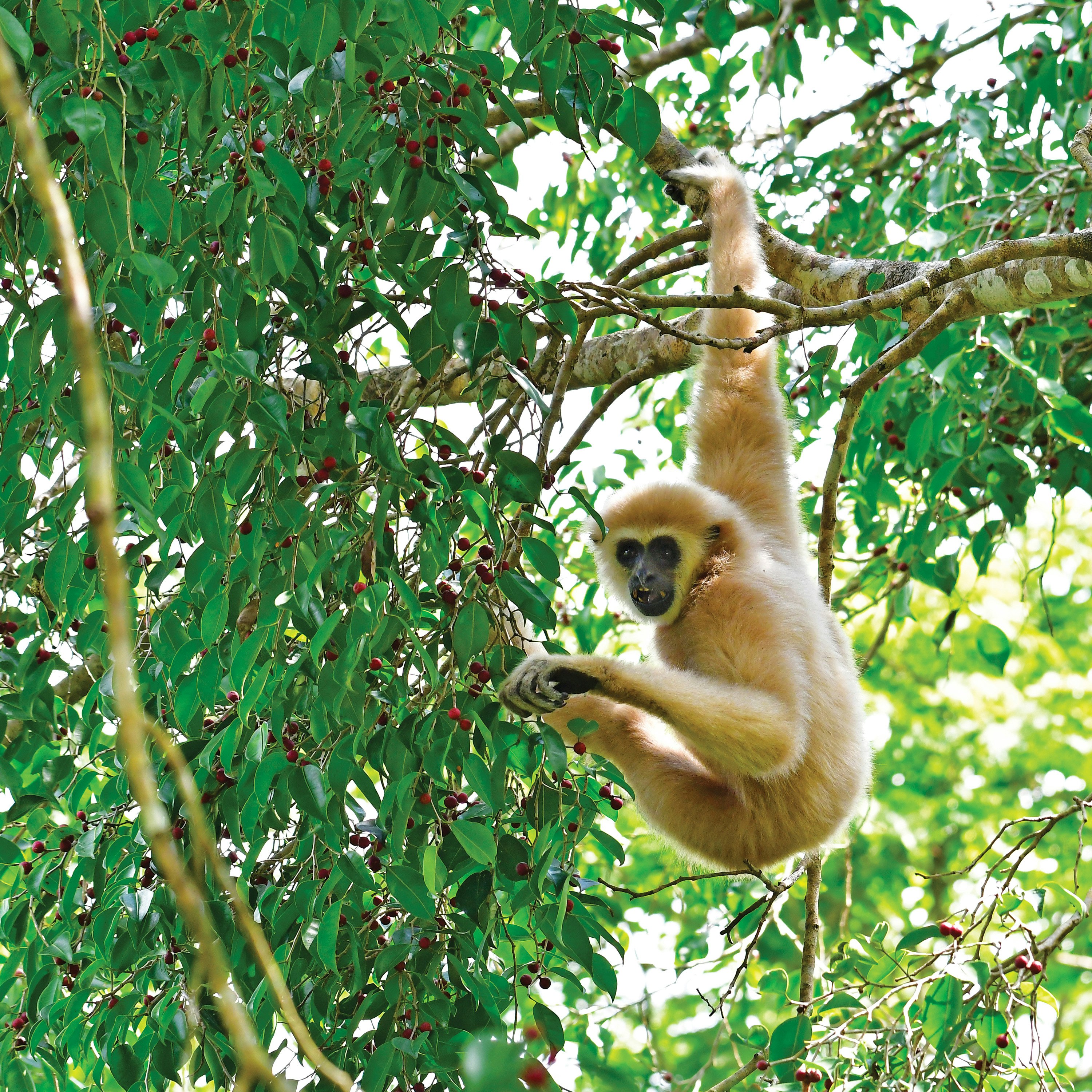 Wildlife - Gibbon