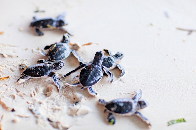 Wildlife - Baby Turtle Green