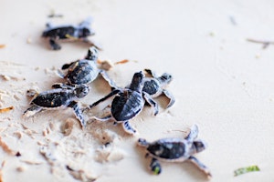 Wildlife - Baby Turtle Green