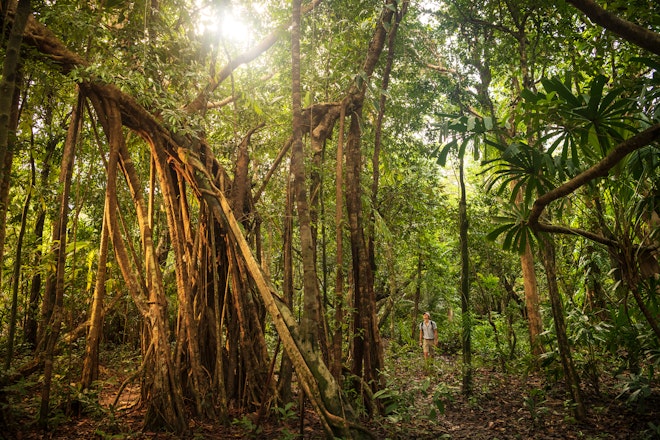 Activities - Jungle Trail