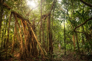 Activities - Jungle Trail