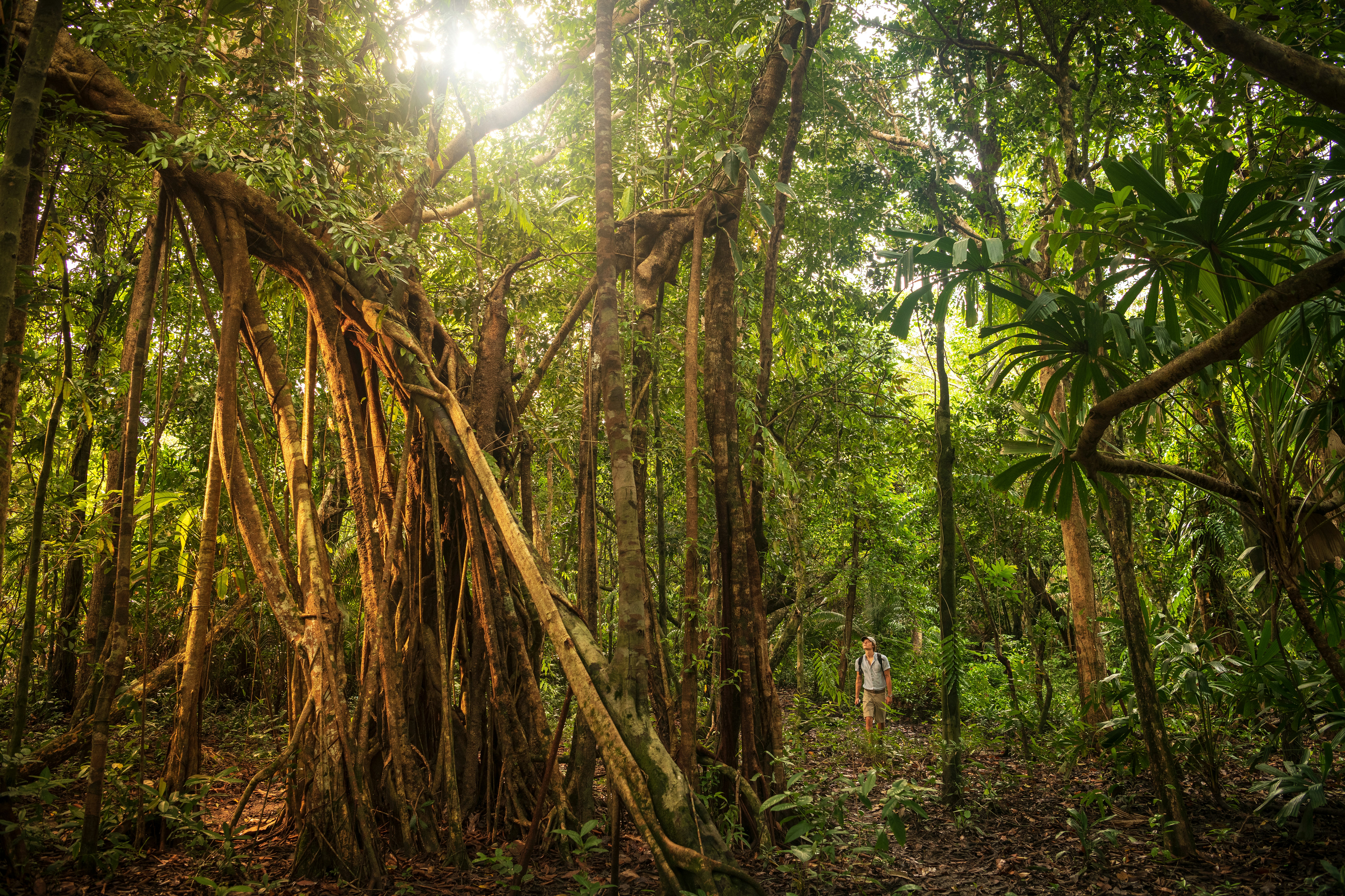 Activities - Jungle Trail