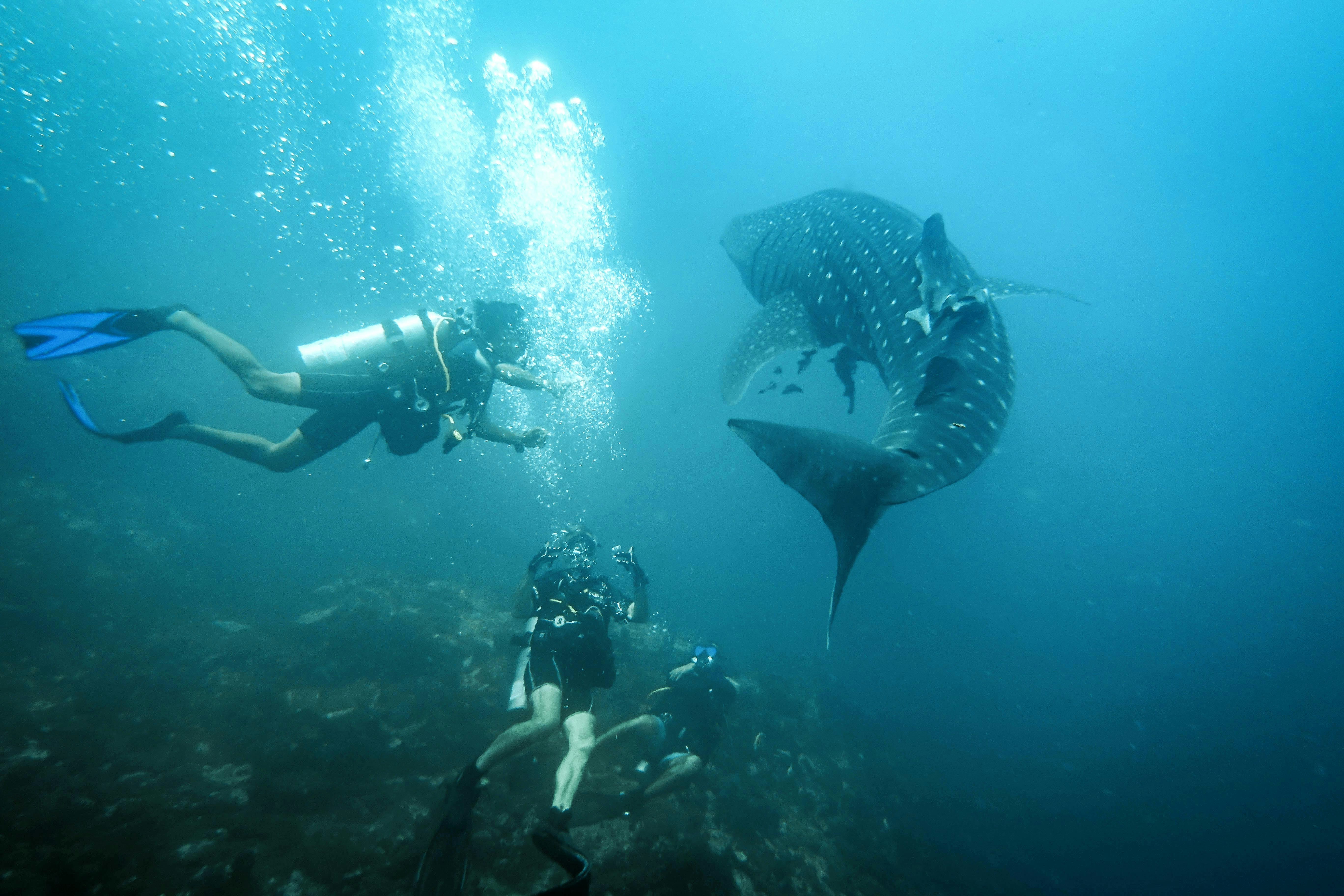 Activities - Scuba Diving