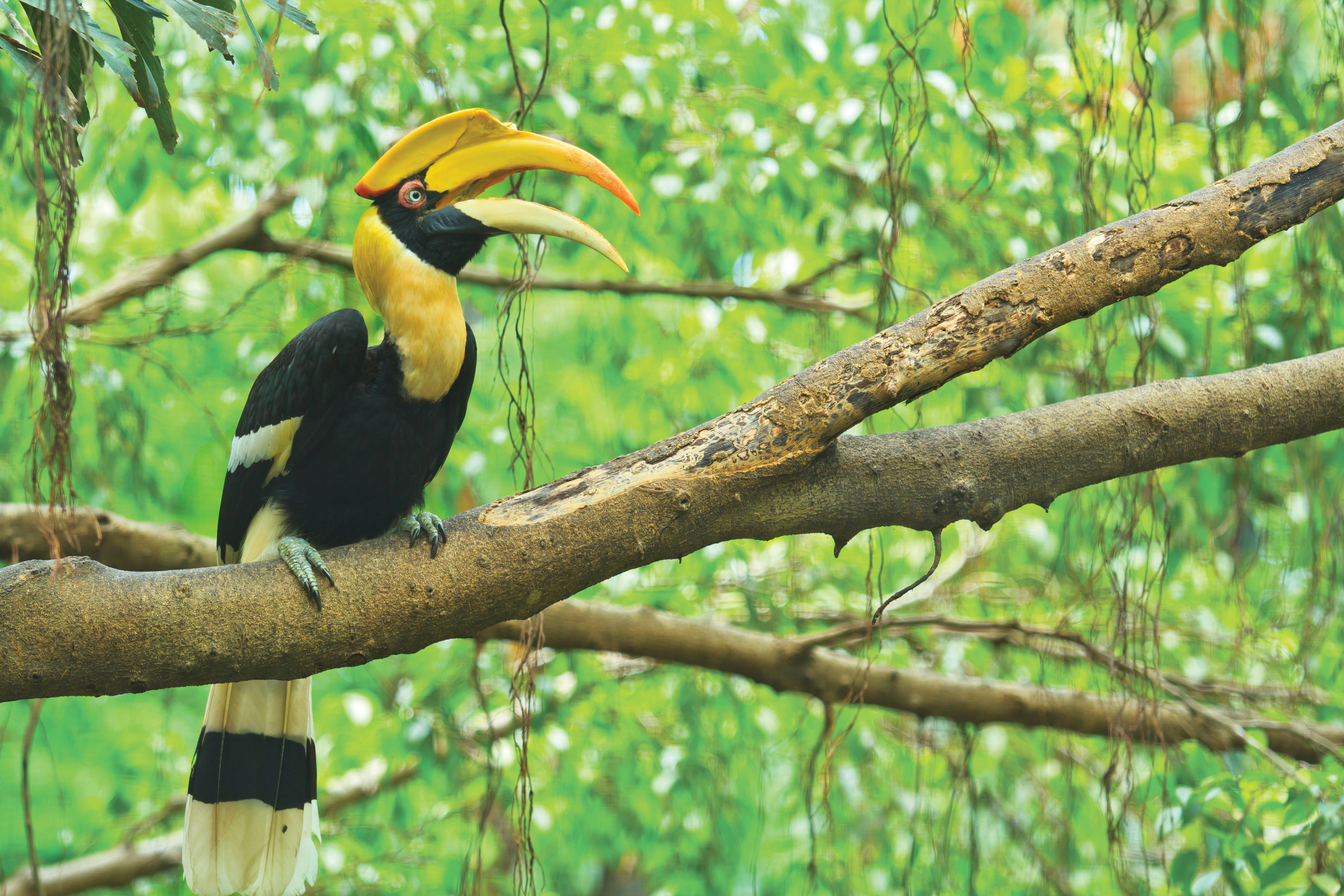 Wildlife - Giant Hornbill