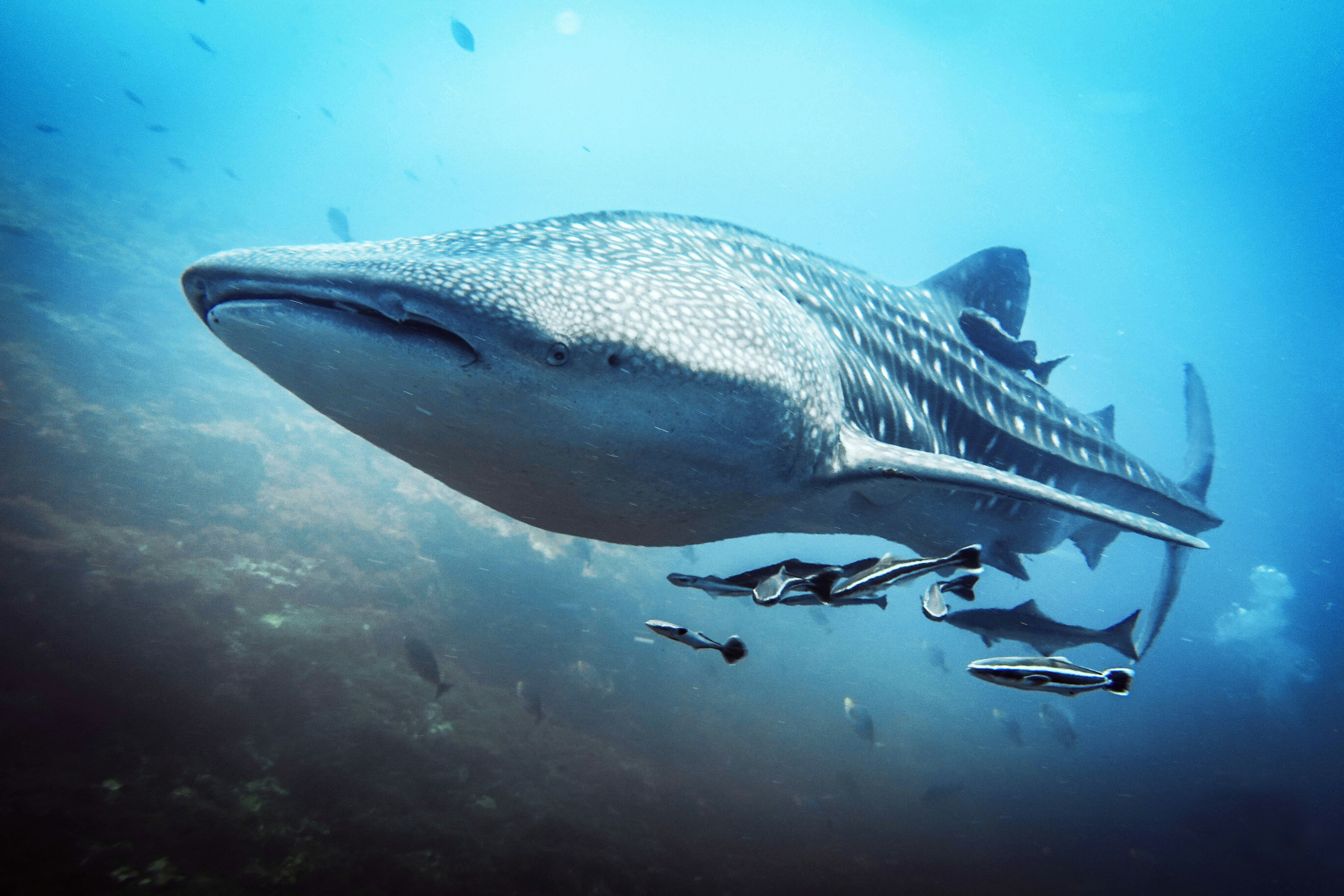 Wildlife - Whaleshark