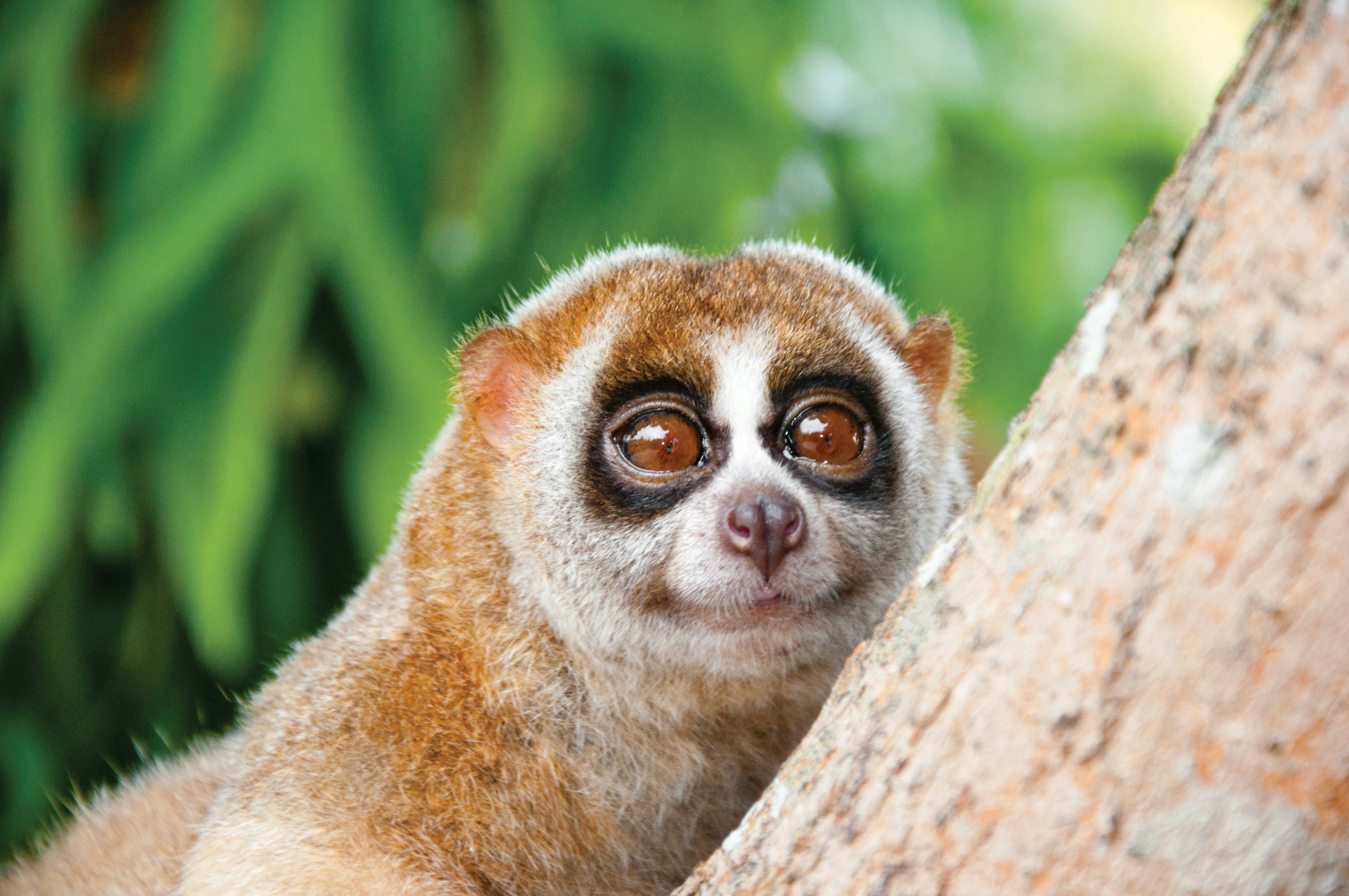Wildlife - Slow Loris