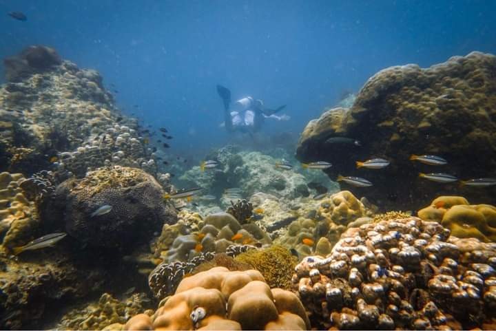 Activities - Scuba Diving