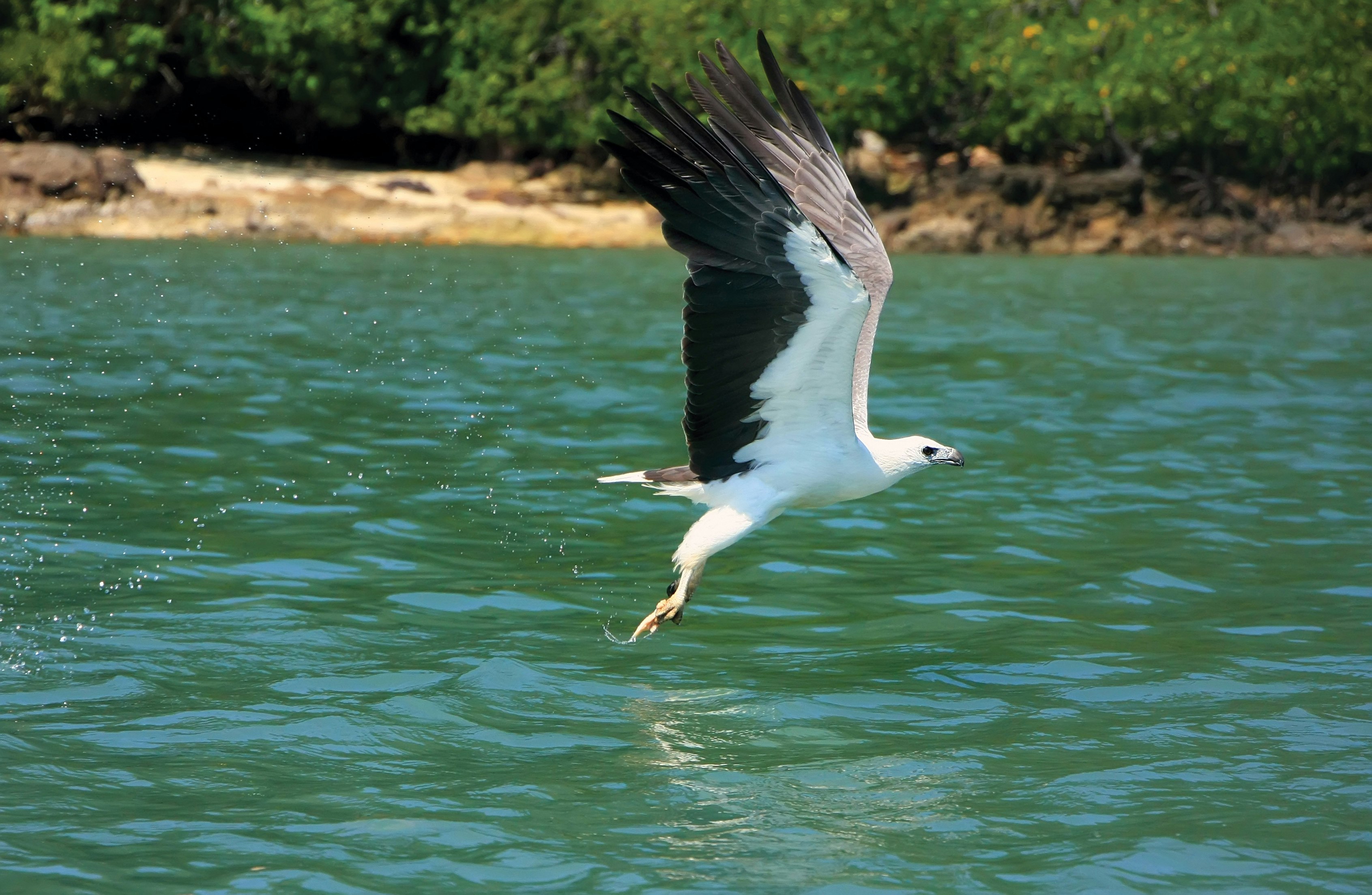Wildlife - White Bellied Sea Eagle