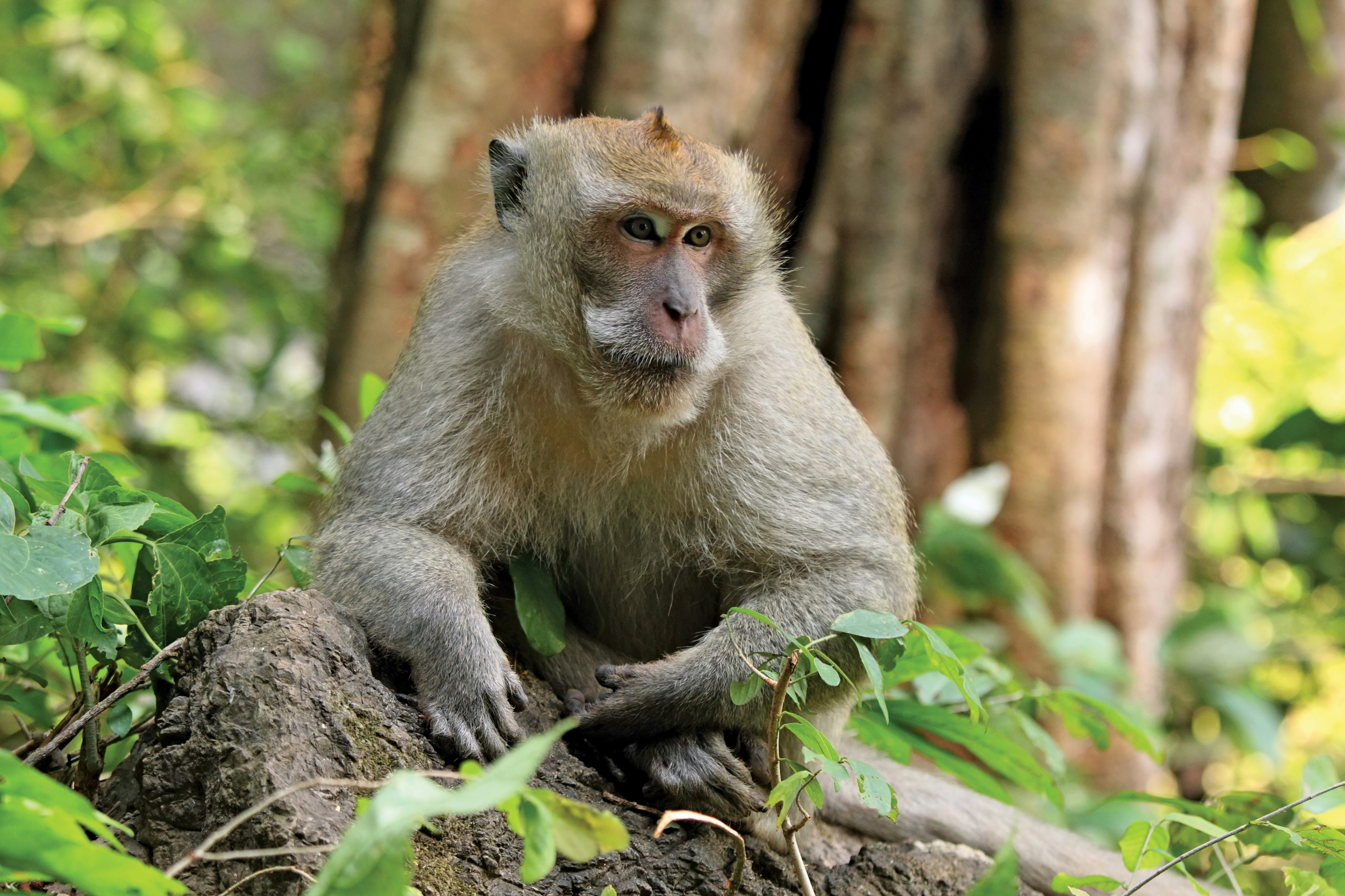 Wildlife - Long Tail Macaque