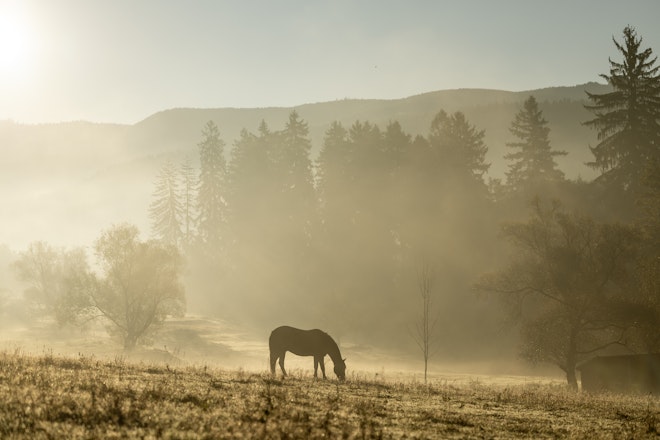 Horses on the Estate