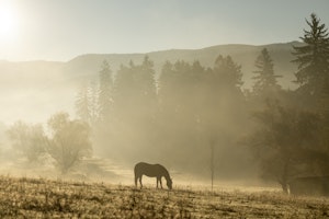 Horses on the Estate
