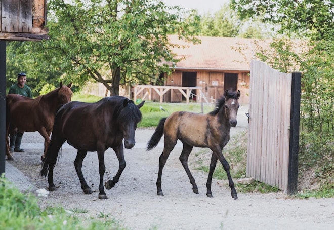 Horses on the Estate