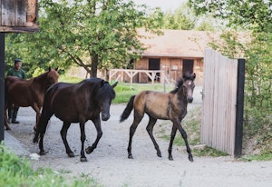 Horses on the Estate