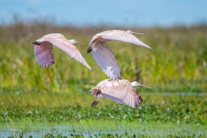 Wildlife