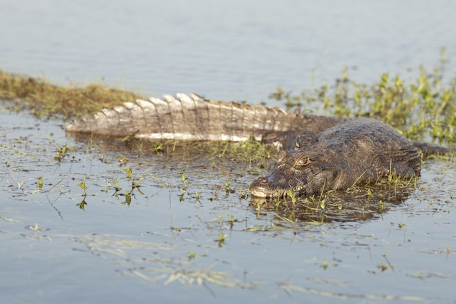 Wildlife