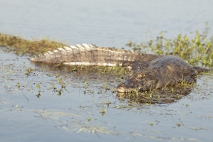 Wildlife