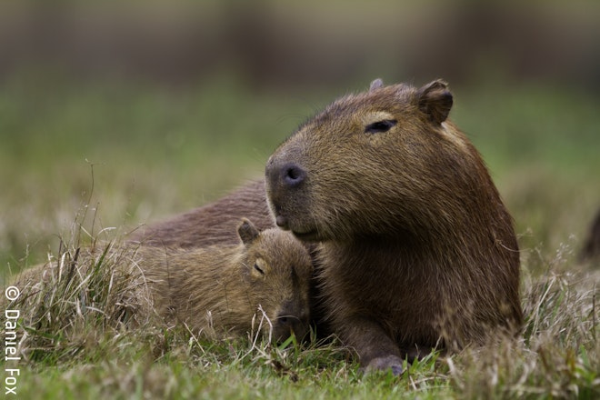 Wildlife