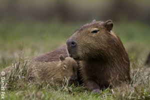 Wildlife