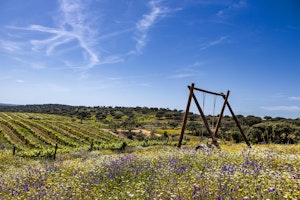 Vineyards Swing