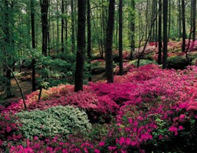 Callaway Resort Gardens