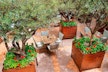 Hotel Grande Bretagne, a Luxury Collection Hotel, Athens