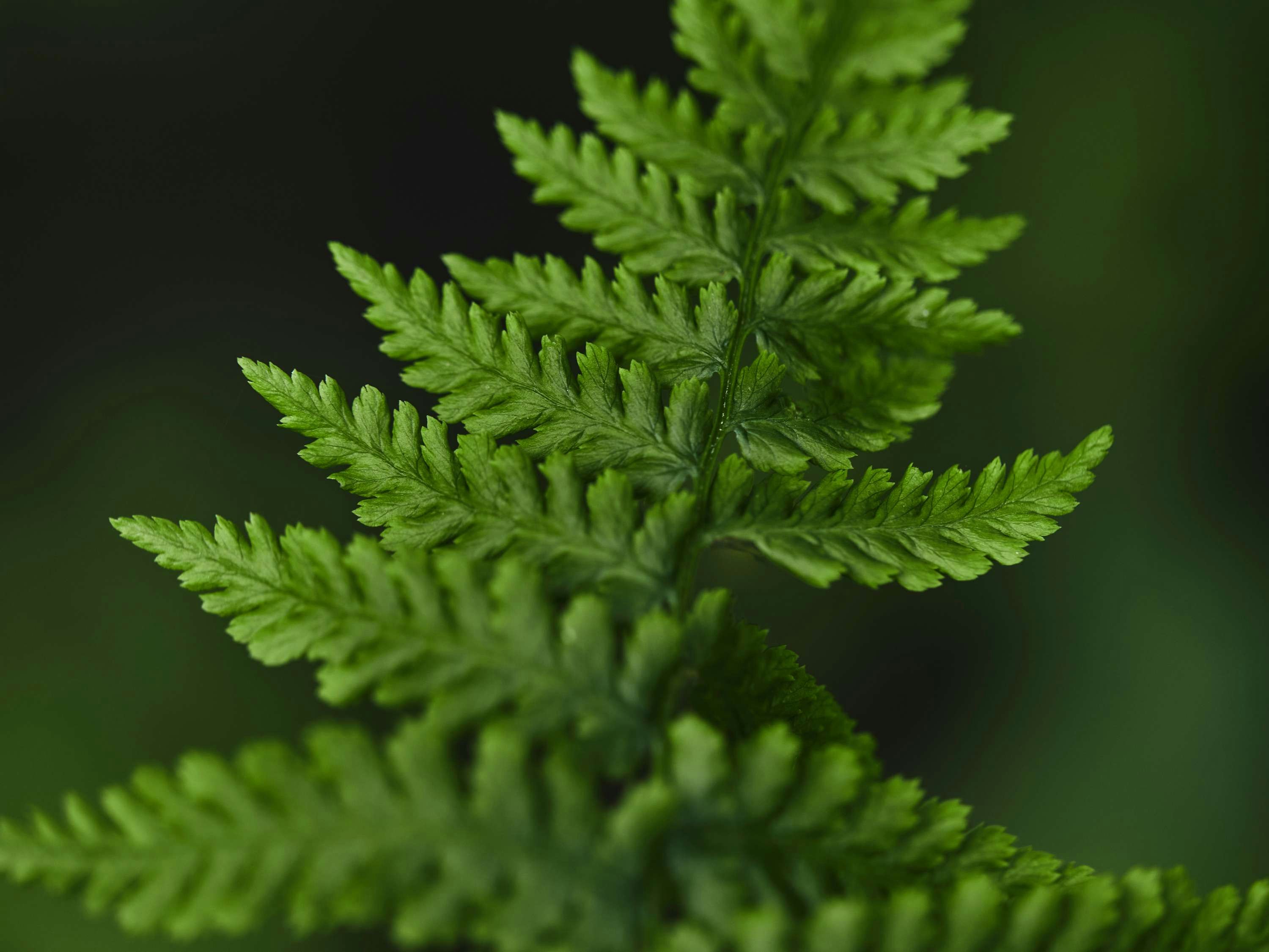 Fairmont Waterfront Vancouver Fairmont Waterfront Vancouver